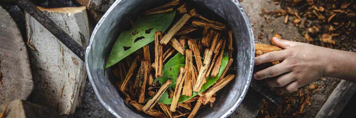 Ayahuasca brew hallucinogenic drug